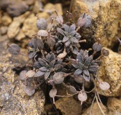 Notothlaspi australe in fruit.
 Image: P.B. Heenan © Landcare Research 2019 CC BY 3.0 NZ